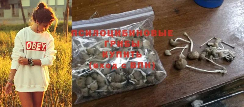 Псилоцибиновые грибы Psilocybe  купить   Новоульяновск 